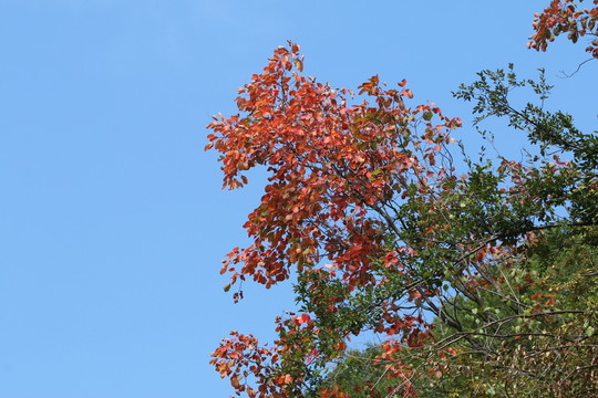 紅葉