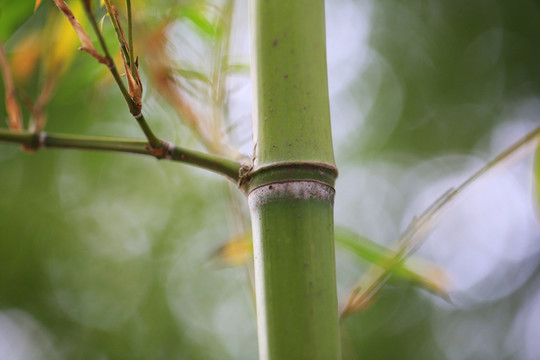 竹節(jié)