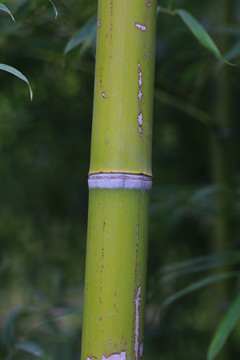 竹林