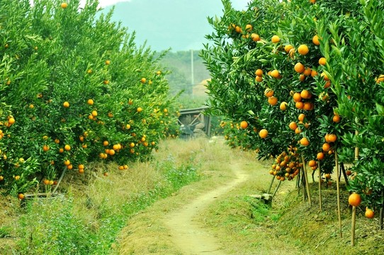 柑園