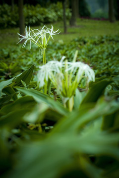 綠色植物
