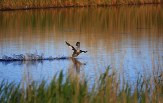 湖中起飞的野鸭