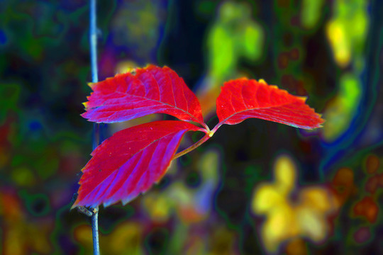 紅葉