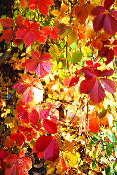 紅葉