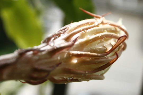 含苞欲開的曇花