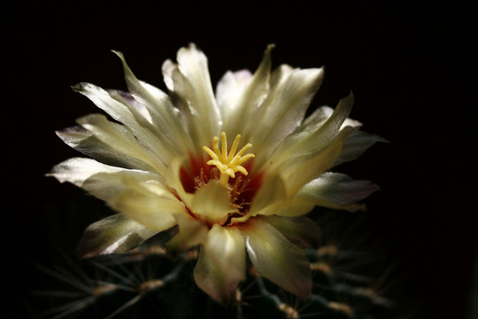 仙人球開(kāi)花