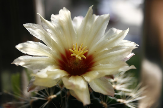 仙人球開(kāi)花特寫