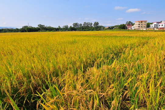 田園 稻田 豐收