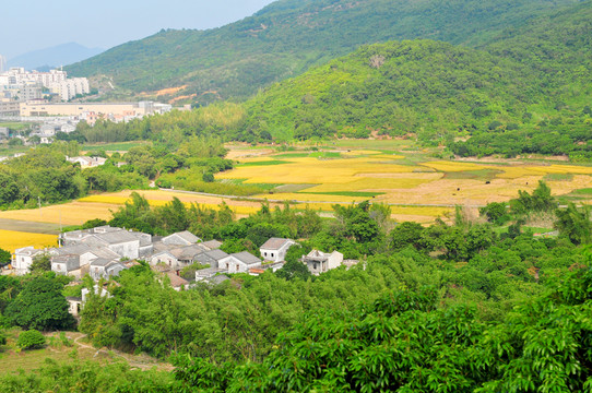 田園 稻田 豐收