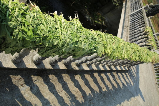 曬菜