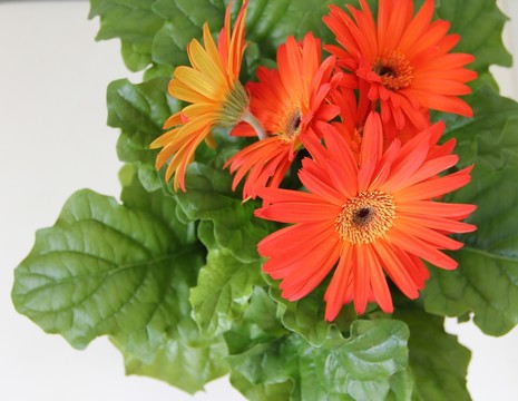 非洲菊