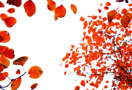 紅葉 邊框