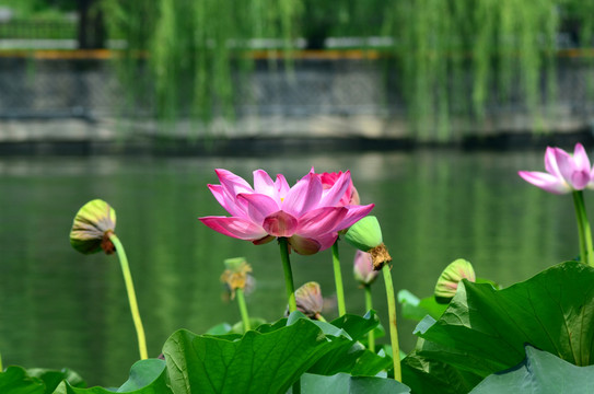 荷花