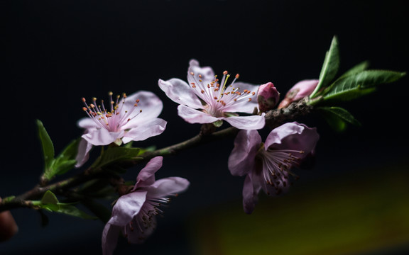 桃花