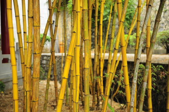黃竹子