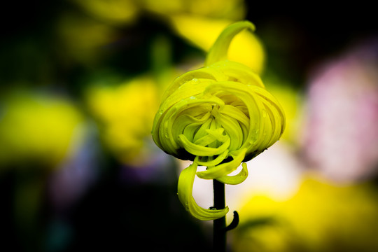 秋菊