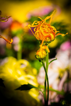 秋菊