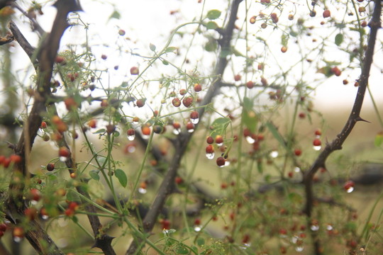 紅果果