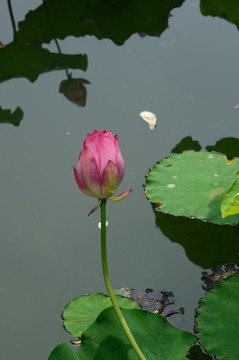 荷花