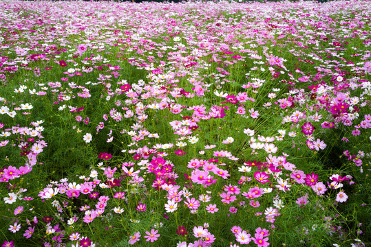 波斯菊