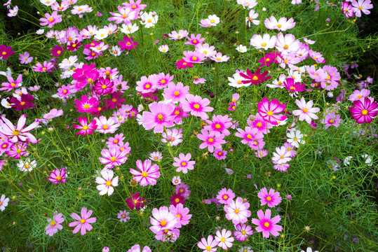波斯菊