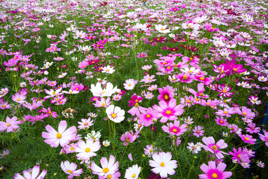 波斯菊花海