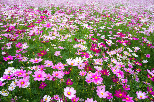 波斯菊花海