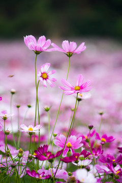 波斯菊