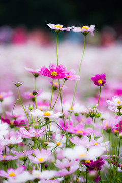 格桑花