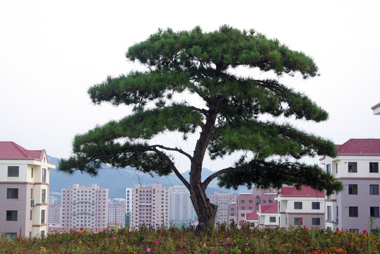 景觀松樹