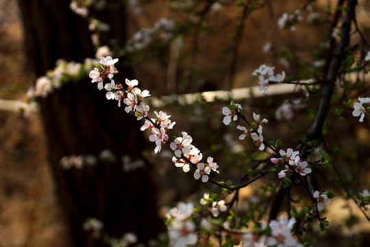 櫻花