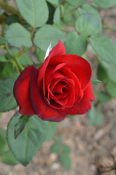 玫瑰花
