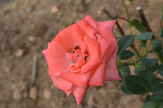 玫瑰花