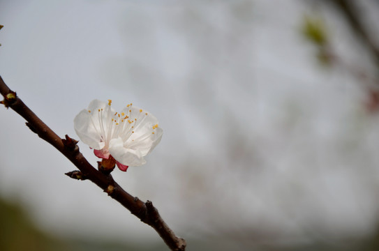 梅花