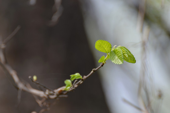 綠芽 樹芽 桃樹嫩芽