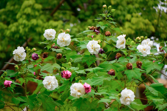 木芙蓉