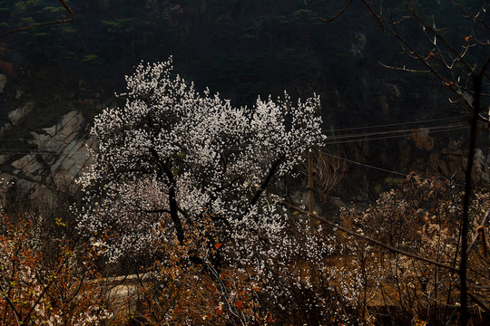 櫻花