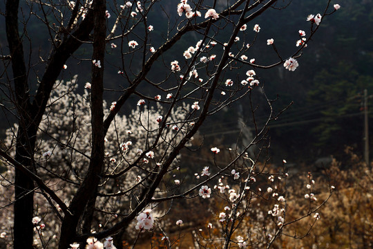 櫻花
