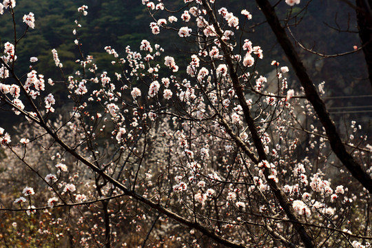 櫻花
