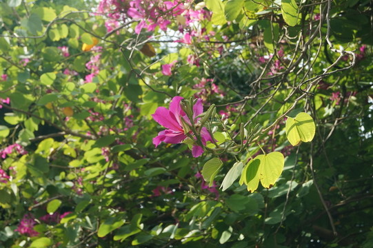 紫荊花