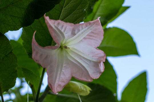 盛開(kāi)的曼陀羅
