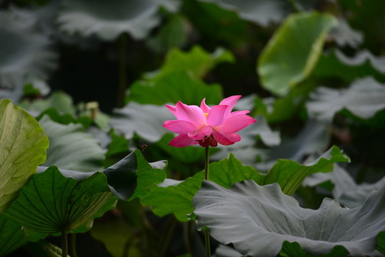 荷花