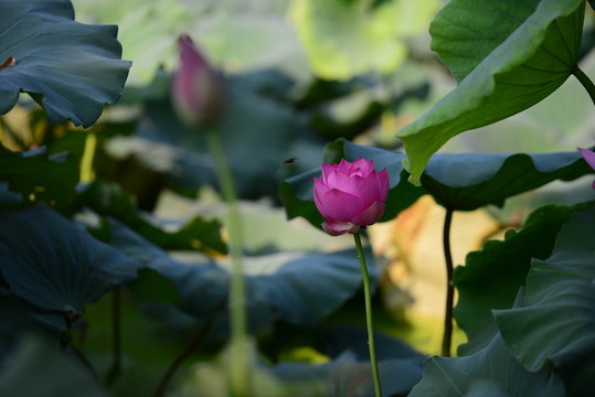 荷花