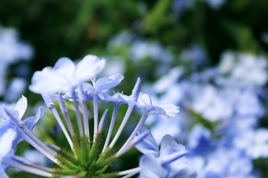 紫色花卉
