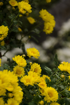 菊花