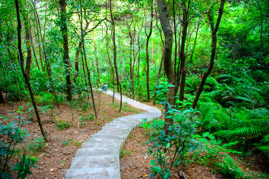 山林小路