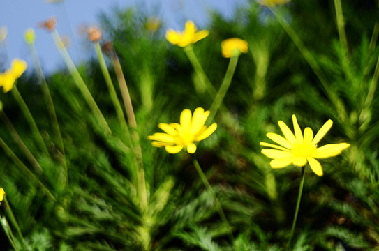 野菊花