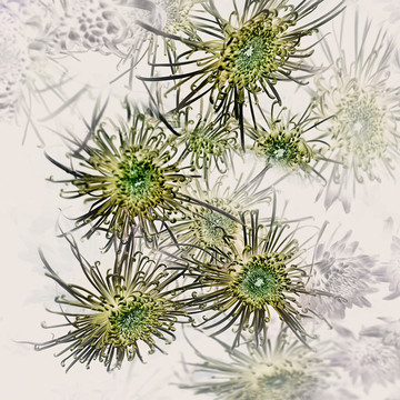 菊花 墨菊 畫意菊花