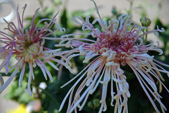 菊