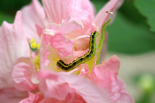 花蟲